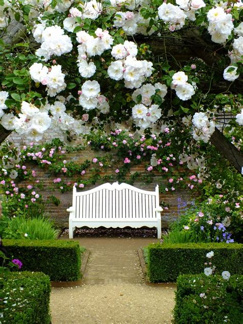 Роза плетистая клайминг: описание, сорта, особенности ухода