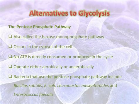 Bacterial Aerobic Respiration Ppt