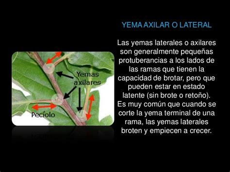 Multiplicación De Yemas De Brotes Axilares O Laterales 3