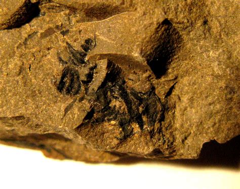 UK Arthropoda - Discuss Fossils