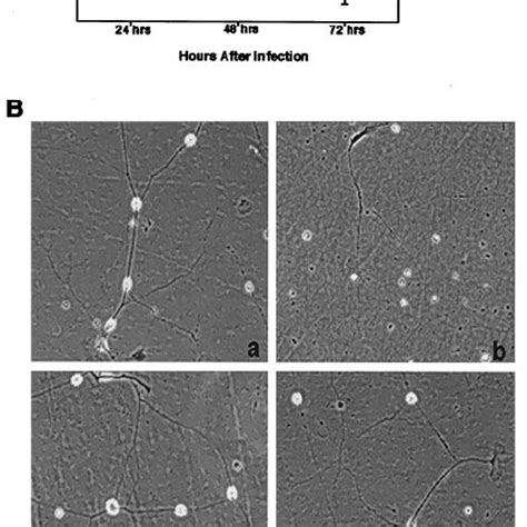 Inhibitors Of Pi Kinase Inhibit Survival Of Drg Neurons A