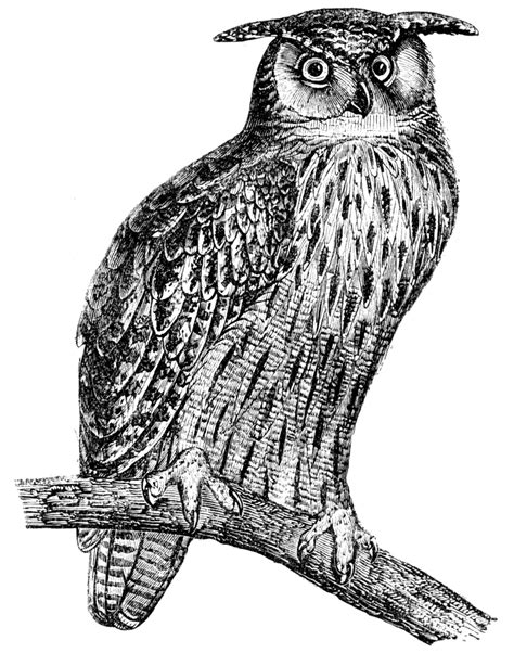 Great Horned Owl Clipart Etc