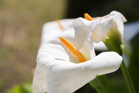 Estas Ocho Flores Son Muy Representativas De México Matador Español