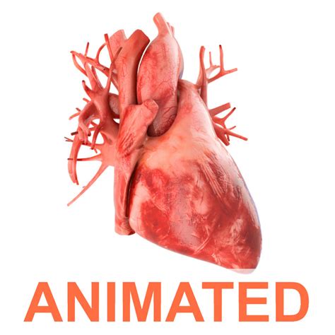 Human Heart Animation 3d Heart Human 3d Animation Bodewasude