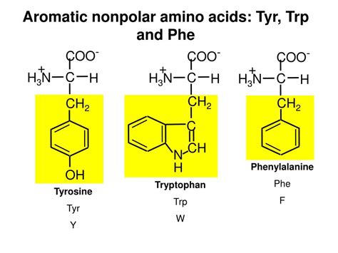 Ppt Lecture 2 Eukaryotic Cells Amino Acids Powerpoint Presentation Id448531