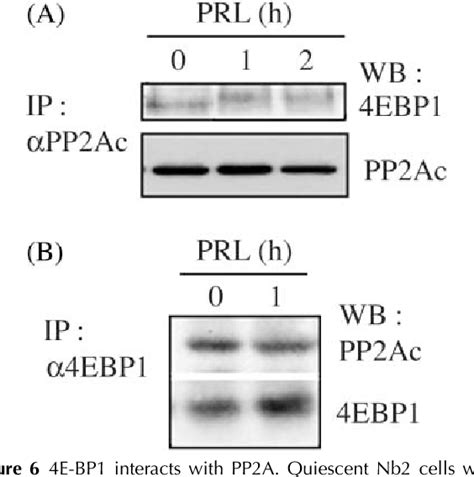 Figure 6 from Prolactin activates mammalian target-of-rapamycin through ... 