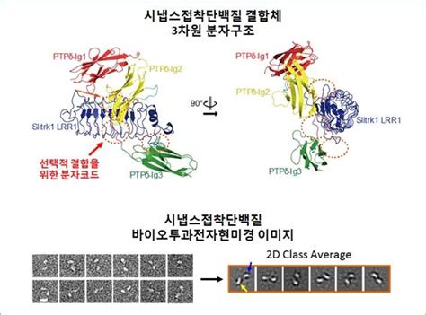 국내 연구진 시냅스 이상 뇌질환 치료 가능성 높여