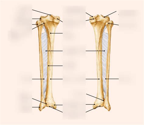 Fibula Diagram 