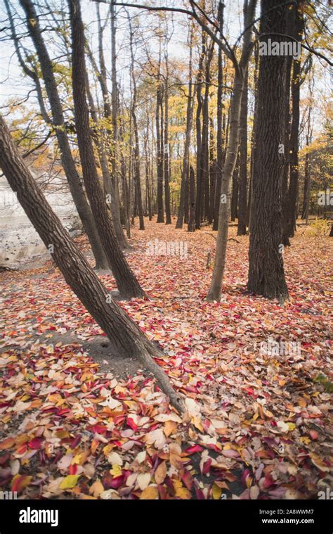 Fall Color in the woods Stock Photo - Alamy