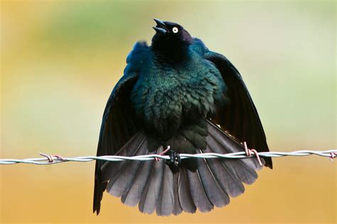 Brewers Blackbird Euphagus Cyanocephalus Marble Hot Spr Flickr