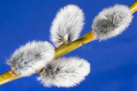 Salice Di Pussy Immagine Stock Immagine Di Domenica Quieto