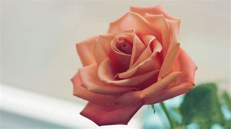 Pink Rose 4k rose wallpapers, pink wallpapers, nature wallpapers, hd ...