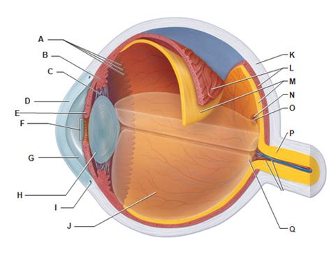 From Retina To Cortex Flashcards Quizlet