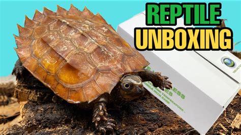 Unboxing New Reptiles Black Breasted Leaf Turtles Geoemyda