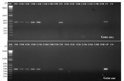 Pcr Amplification Products Of The Stx 2 And Eae Genes Of 807 And