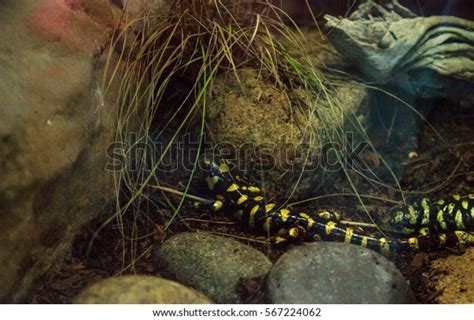 Tiger Salamander Ambystoma Tigrinum Terrarium Habitat Stock Photo