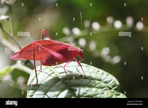 Costa Rica Orthoptera Tettigoniidae Fotograf As E Im Genes De Alta