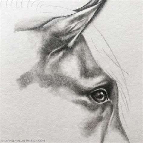 Disegno Cavallo Wip By Sara Elan Donati Saraelan Illustration