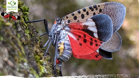 how to get rid of lantern bugs