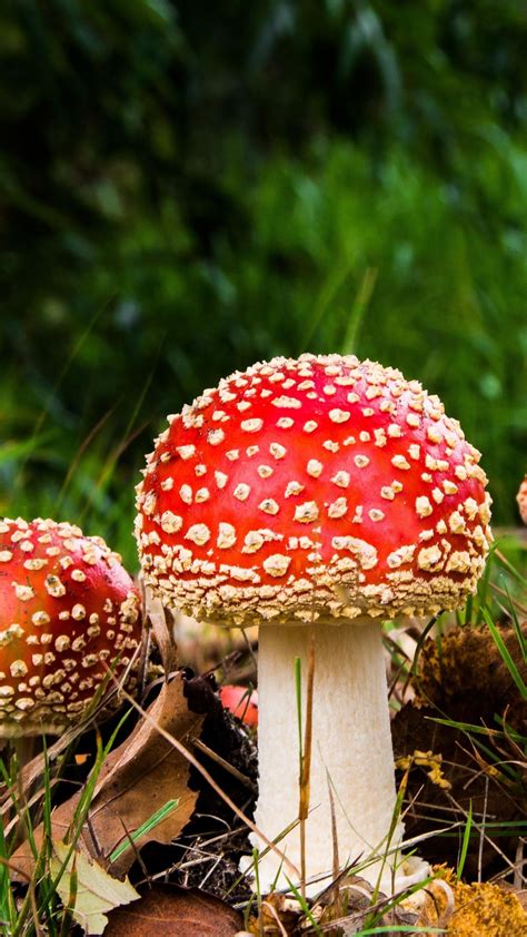 Fly Agaric Mushrooms Wallpaper Backiee