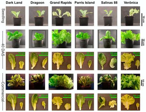 regulation  carotenoid biosynthesis  degradation  lettuce