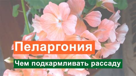 Пеларгония уход в домашних условиях. Чем подкармливать рассаду ...