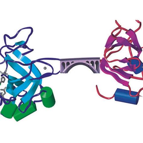 Classroom Tools For Teaching Molecular Biology G Biosciences