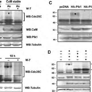 Centrosomal Colocalization Of Plk1 With CaM At Metaphase A And B