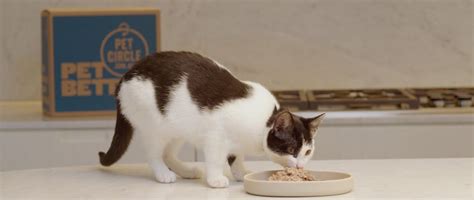 Your Cat's Digestive System Explained | Pet Better with Pet Circle