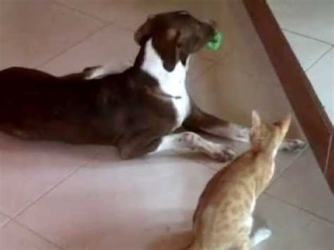 Pelea Entre Gato Y Perro Miki Y Chocolate YouTube