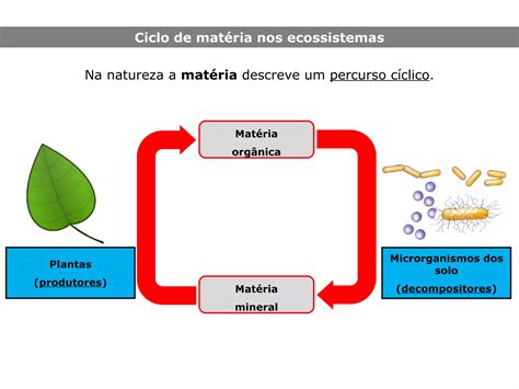 Ciclo De Transferencia De Materia - Fluxos de energia e ciclo de matéria ii | PPT