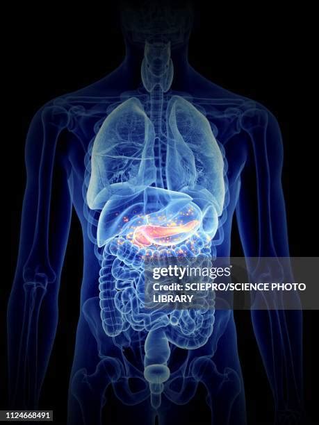 Pancreas Insulin Photos and Premium High Res Pictures - Getty Images