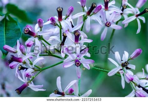 Chinaberry Tree Blooms Early Spring Garden Stock Photo 2237251653