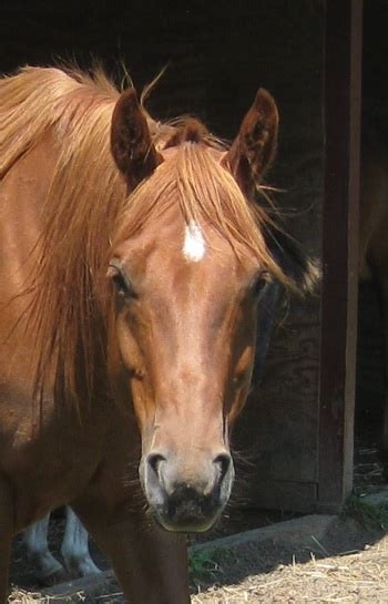 Facial Markings Star