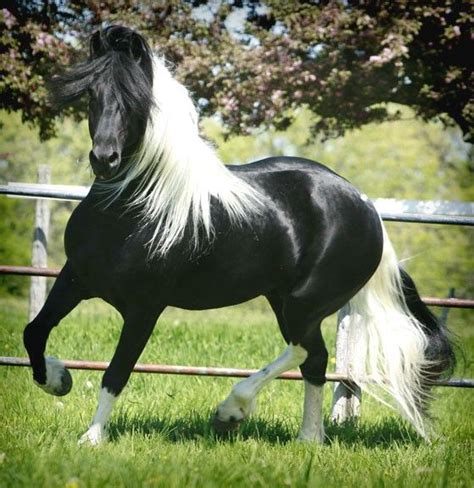 76 best images about Friesian Horse Crosses on Pinterest | Baroque, Horses for sale and For sale