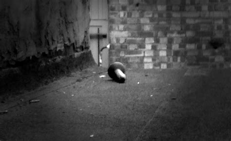 Possible Explanations For The Dildo That Appeared Out My Window