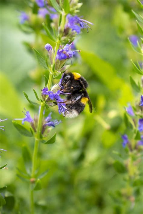 Fluffy Bumblebee Pollinating Salvia Flowers Stock Photo Image Of