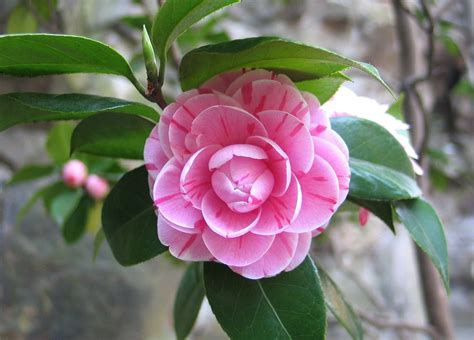 1 000 Free Camellia Số Camellia Photos Pixabay