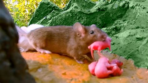 Mice Drag Baby Mice Across Rocky Mountains Youtube