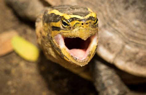 Turtle Teeth: Debunking Myths and Facts - Turtle Health Hub