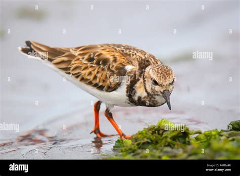 Ruddy Turnstone Arenaria Interpres On The Beach Of Paracas Bay Peru