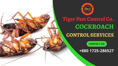 Effective Cockroach Control Service | Get Rid of Cockroaches Now