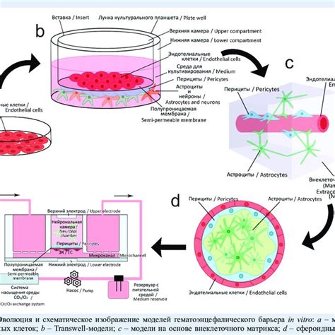 Evolution And Schematic Representation Of The Blood Brain Barrier