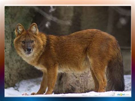 Красная книга России. Красный или Горный волк - презентация онлайн