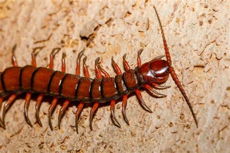 Centipede Madagascar Wildlife Stock Photo Image Of Macro Animal