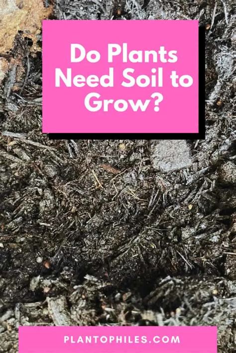 Do Plants Need Soil to Grow? #1 Best Facts to Know!