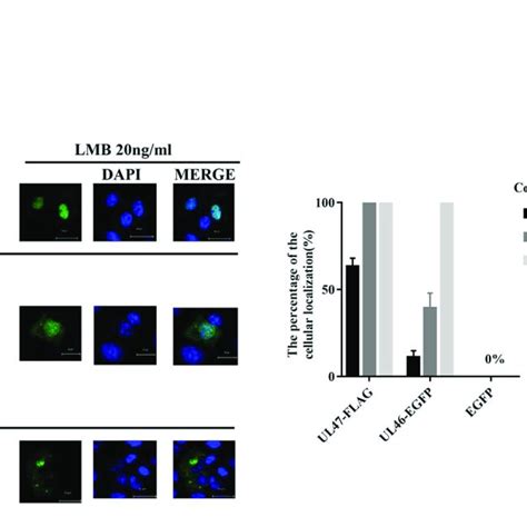 Nuclear Localization Of Ul46 Egfp In Cells Treated With Lmb A Vero