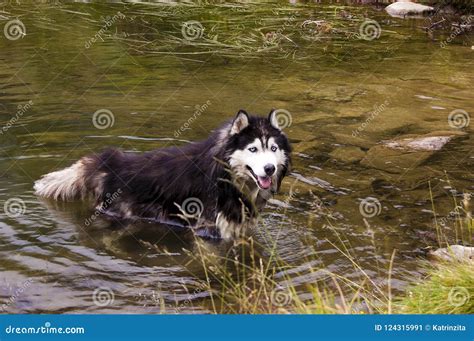 Husky Dog Swimming In Water Stock Image Image Of Clear Husky 124315991