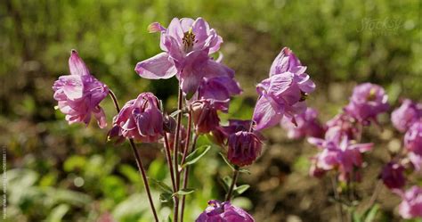 Aquilegia Vulgaris By Stocksy Contributor Harald Walker Stocksy