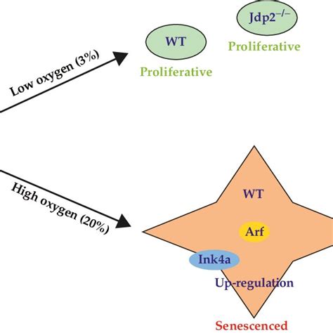 Model For The Epigenetic Regulation Of The P16 Ink4a Arf Locus By Jun